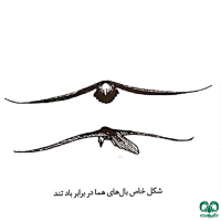 گونه هما Lammergeier